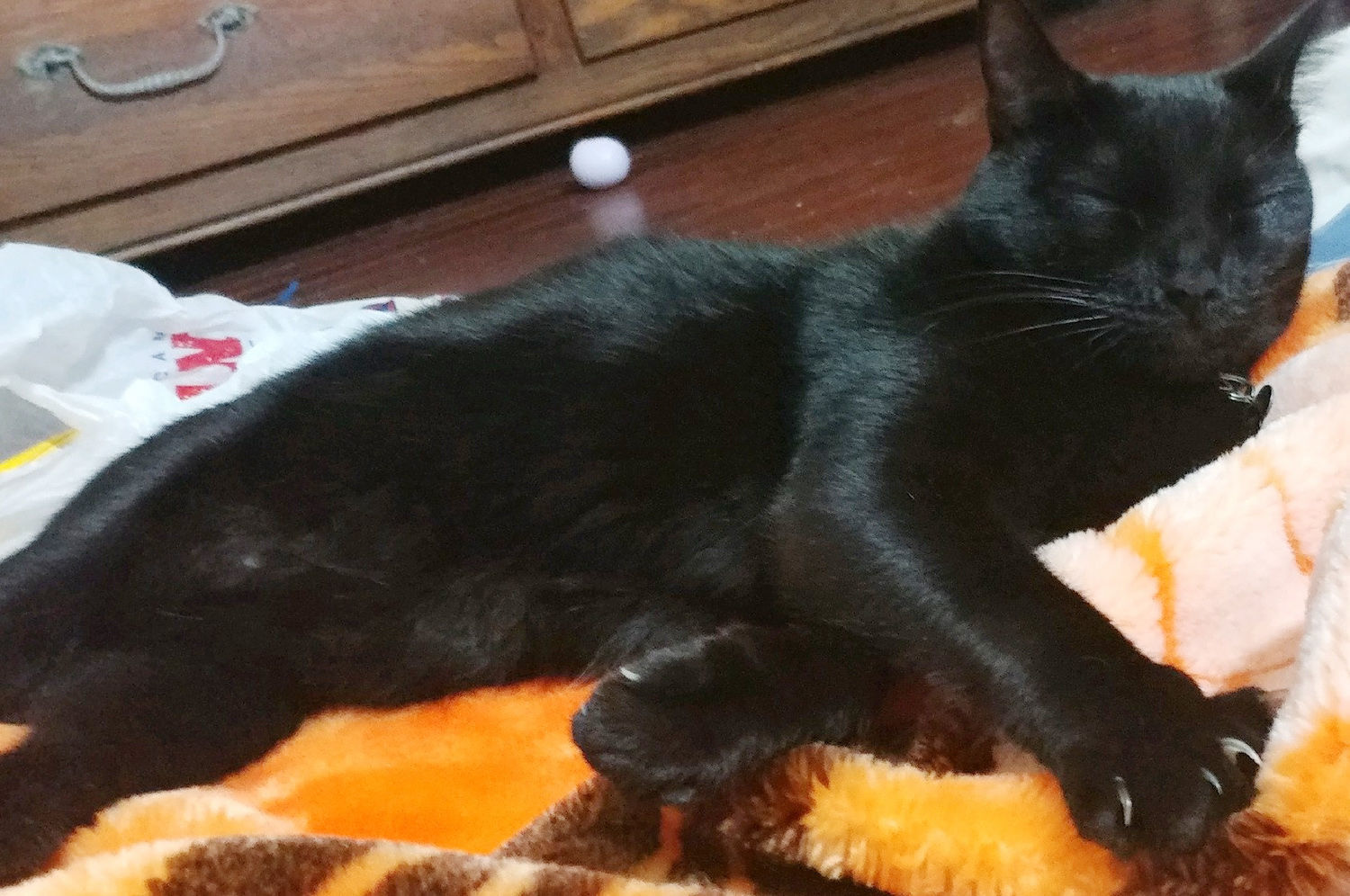 Pic of the Litter: Bond, James Bond